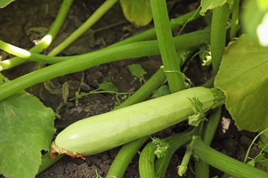 Plant with ripe tasty squash in garden