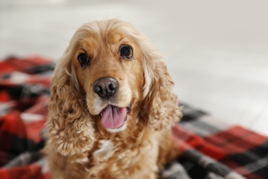 Photo of Cute English cocker spaniel dog with plaid on blurred background, closeup