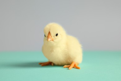 Photo of Cute chick on turquoise table, closeup. Baby animal
