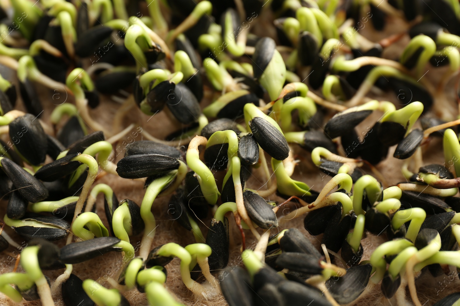 Photo of Growing microgreens. Many sunflower sprouts on mat, closeup