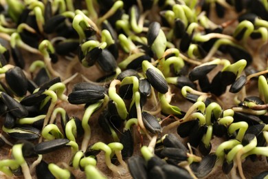 Photo of Growing microgreens. Many sunflower sprouts on mat, closeup