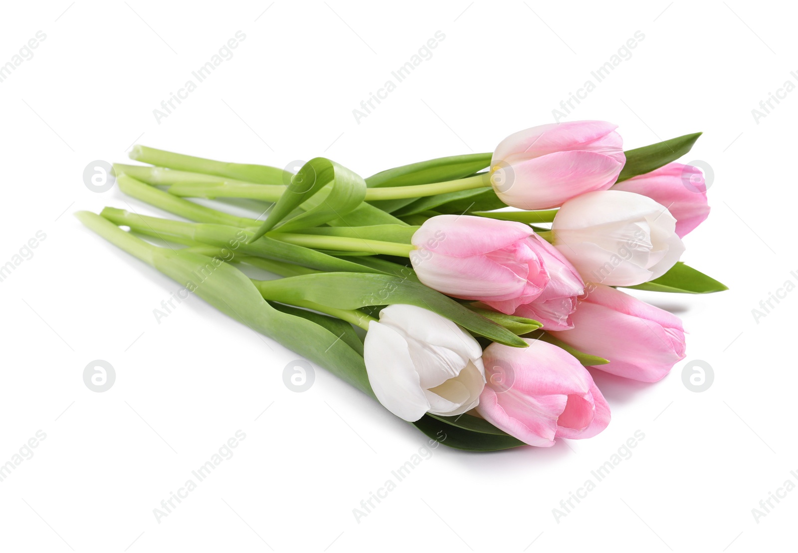 Photo of Beautiful pink spring tulips on white background