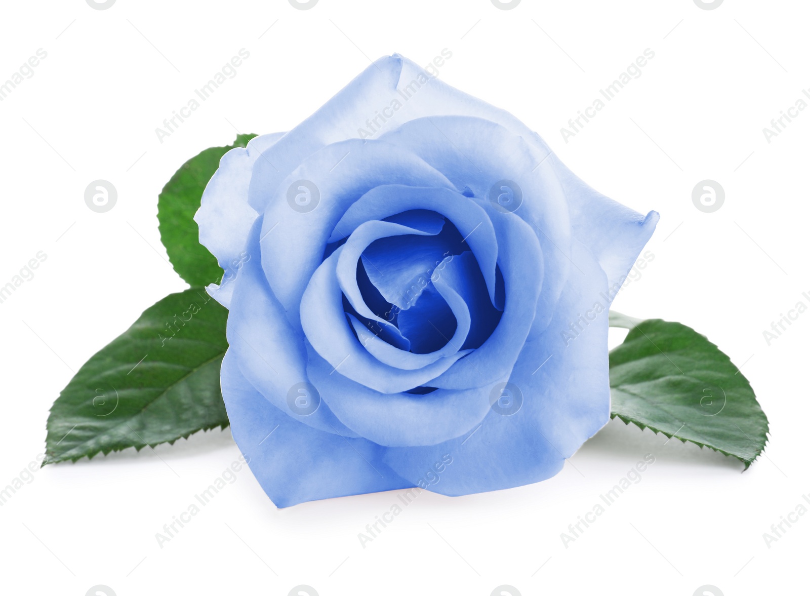 Image of Beautiful blooming light blue rose on white background