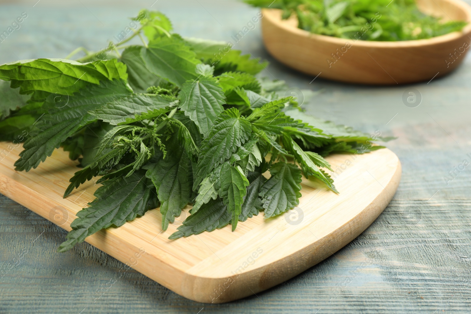 Photo of Board with fresh stinging nettle leaves on blue wooden table, closeup