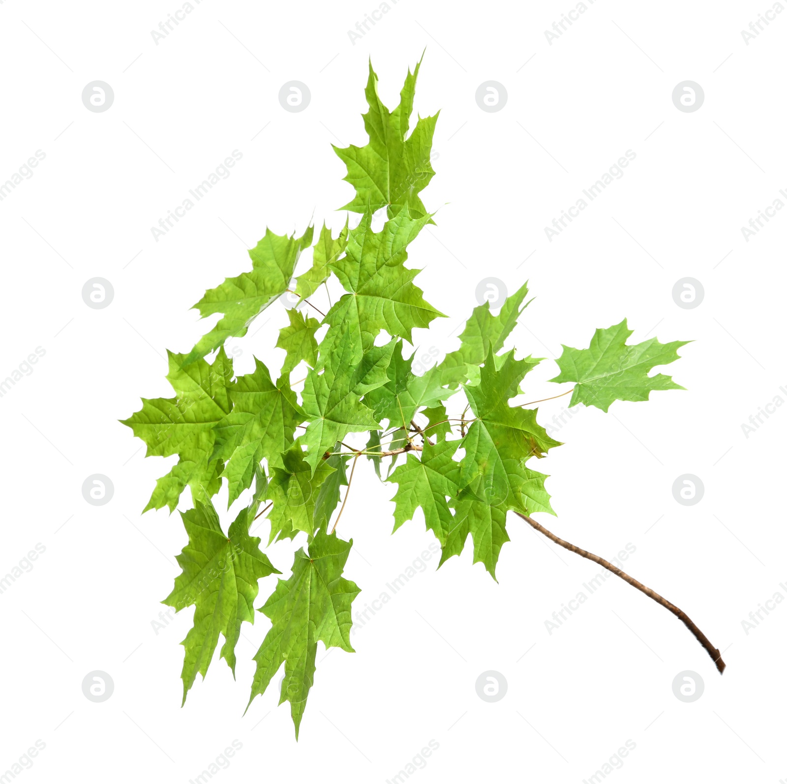 Photo of Branch of maple tree with young fresh green leaves isolated on white. Spring season