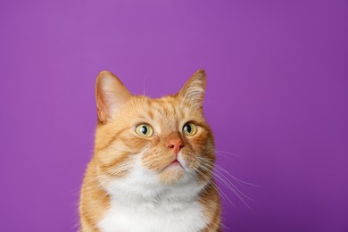 Photo of Cute ginger cat on purple background. Adorable pet