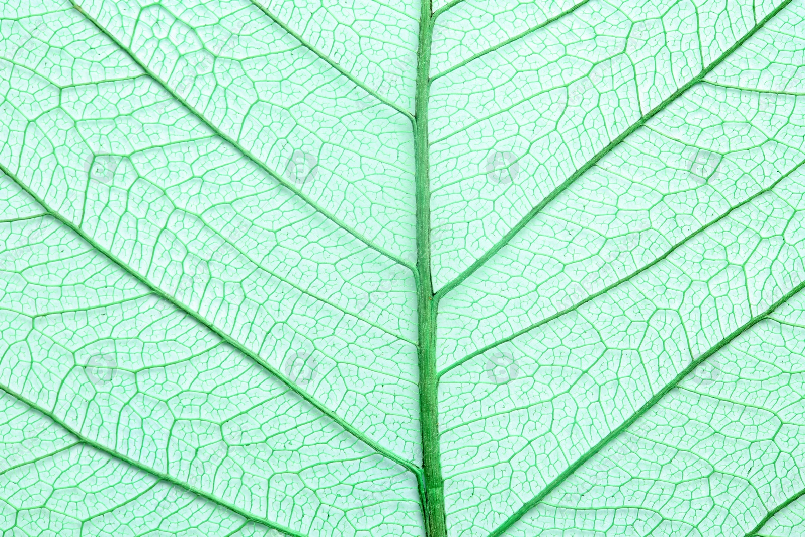 Photo of Closeup view of beautiful decorative skeleton leaf