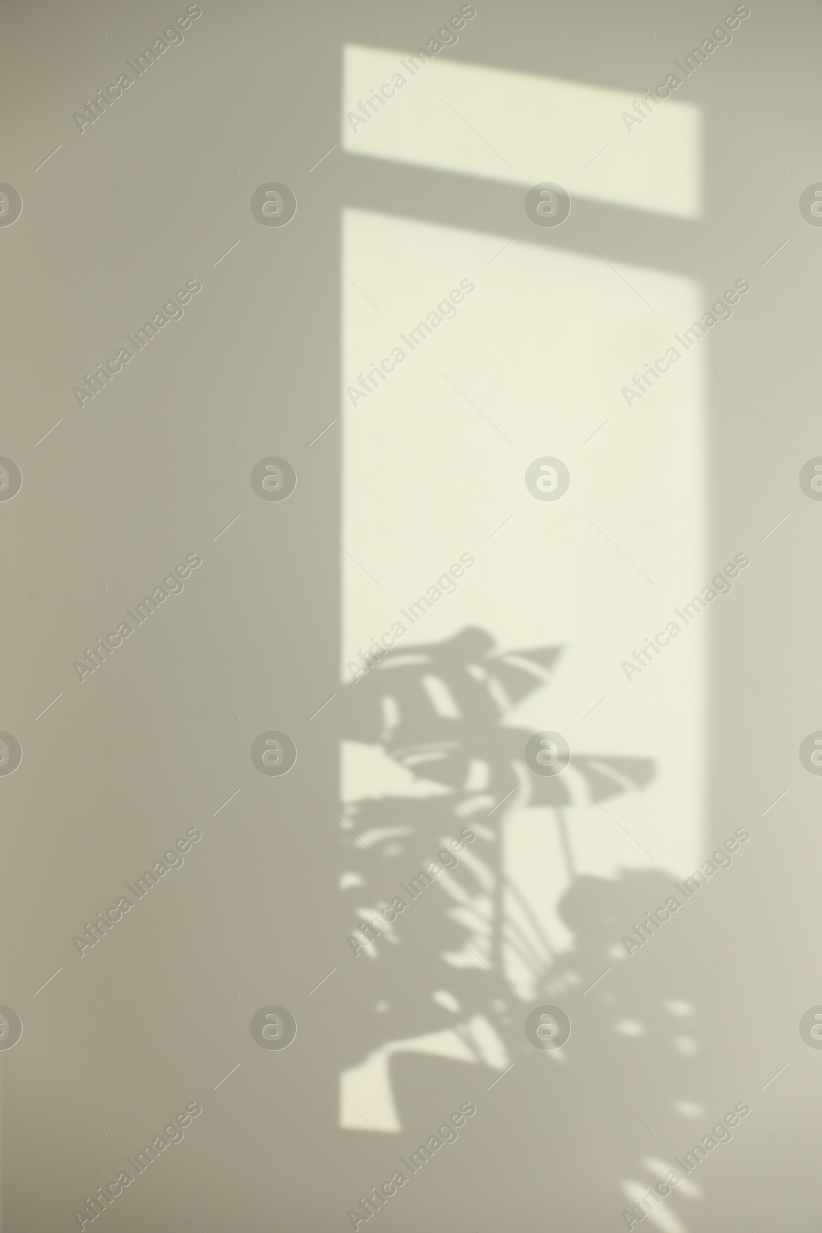 Photo of Shadows from plant on white wall indoors