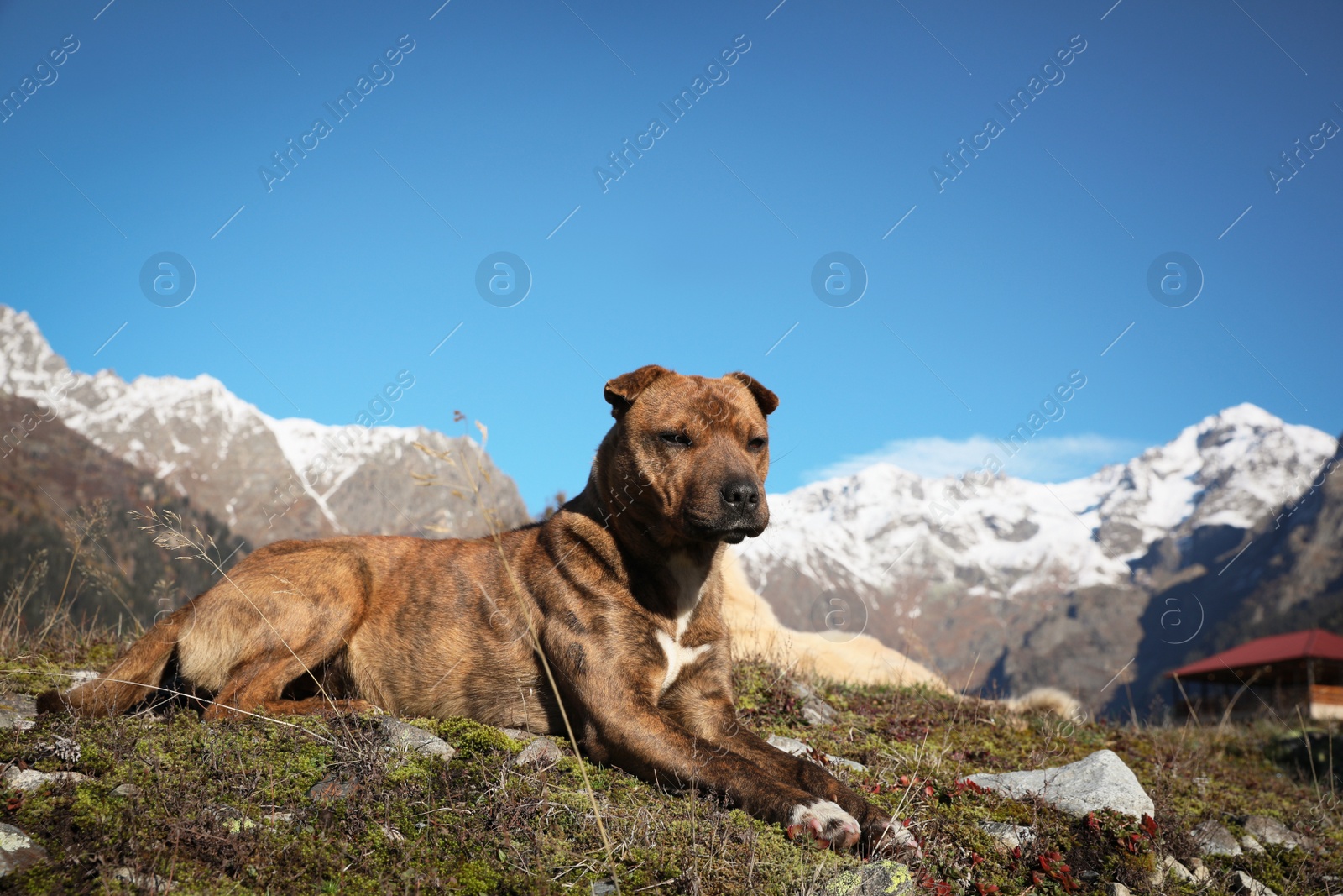 Photo of Adorable dog in mountains on sunny day