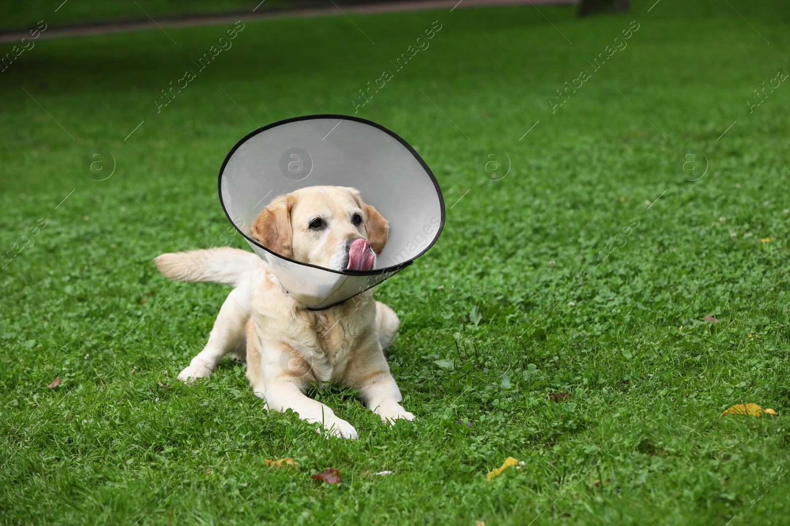 Photo of Adorable Labrador Retriever dog wearing Elizabethan collar on green grass outdoors