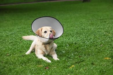 Photo of Adorable Labrador Retriever dog wearing Elizabethan collar on green grass outdoors