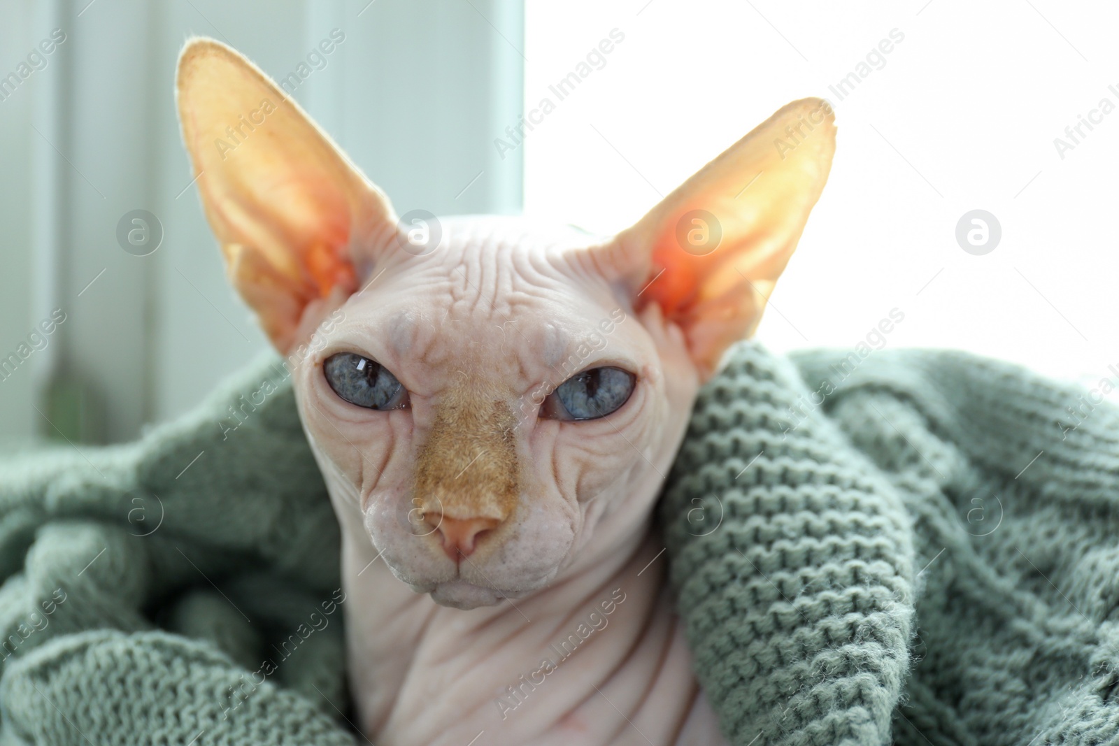 Photo of Beautiful Sphynx cat wrapped in soft blanket at home, closeup. Lovely pet