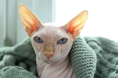 Photo of Beautiful Sphynx cat wrapped in soft blanket at home, closeup. Lovely pet