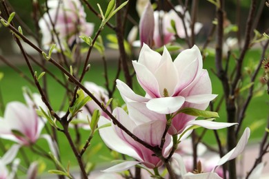 Photo of Magnolia tree with beautiful flowers on blurred background, closeup