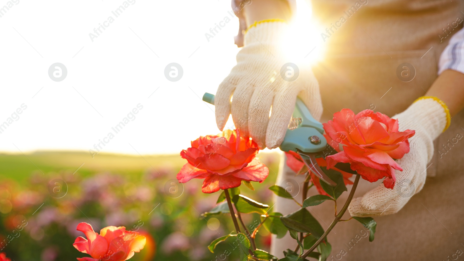 Photo of Woman pruning rose bush outdoors, closeup. Gardening tool