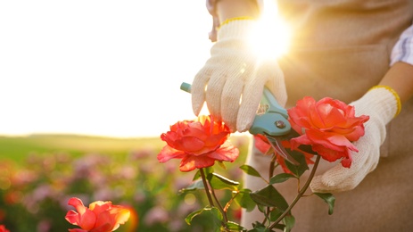 Woman pruning rose bush outdoors, closeup. Gardening tool