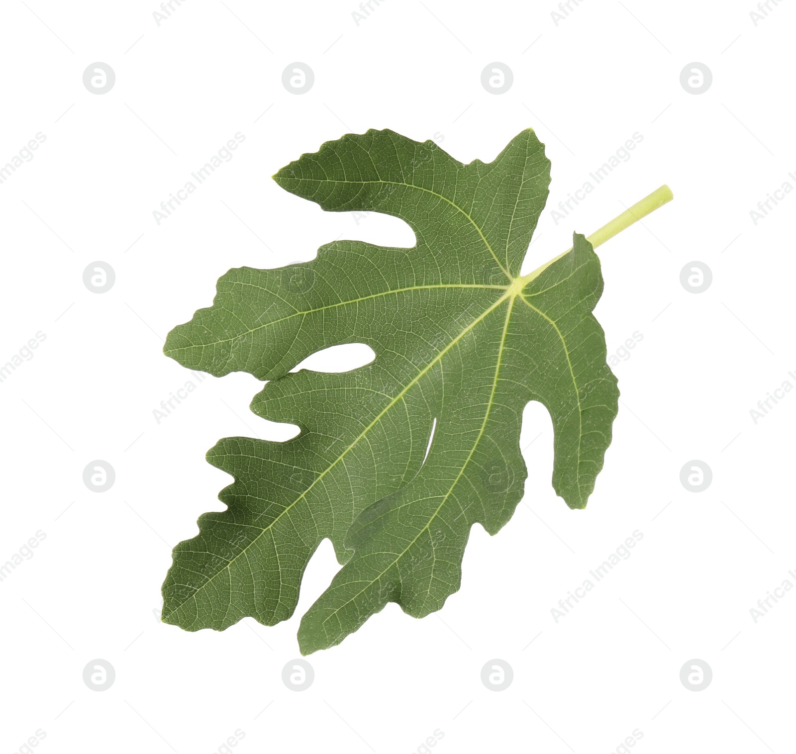 Photo of One green leaf of fig tree isolated on white