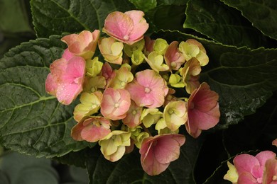 Photo of Hortensia plant with beautiful pink flowers, closeup