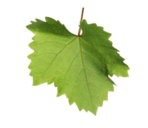 Photo of Fresh green grape leaf isolated on white