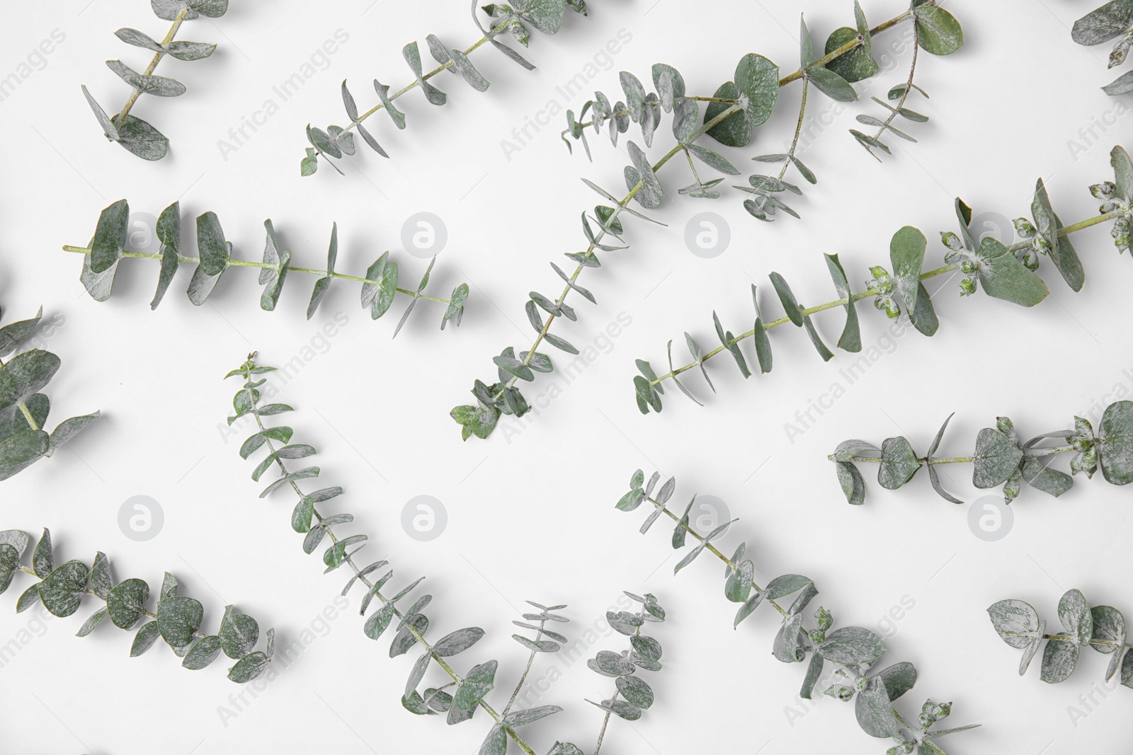 Photo of Fresh eucalyptus leaves on white background, top view