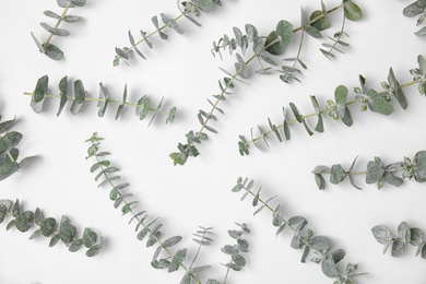 Fresh eucalyptus leaves on white background, top view