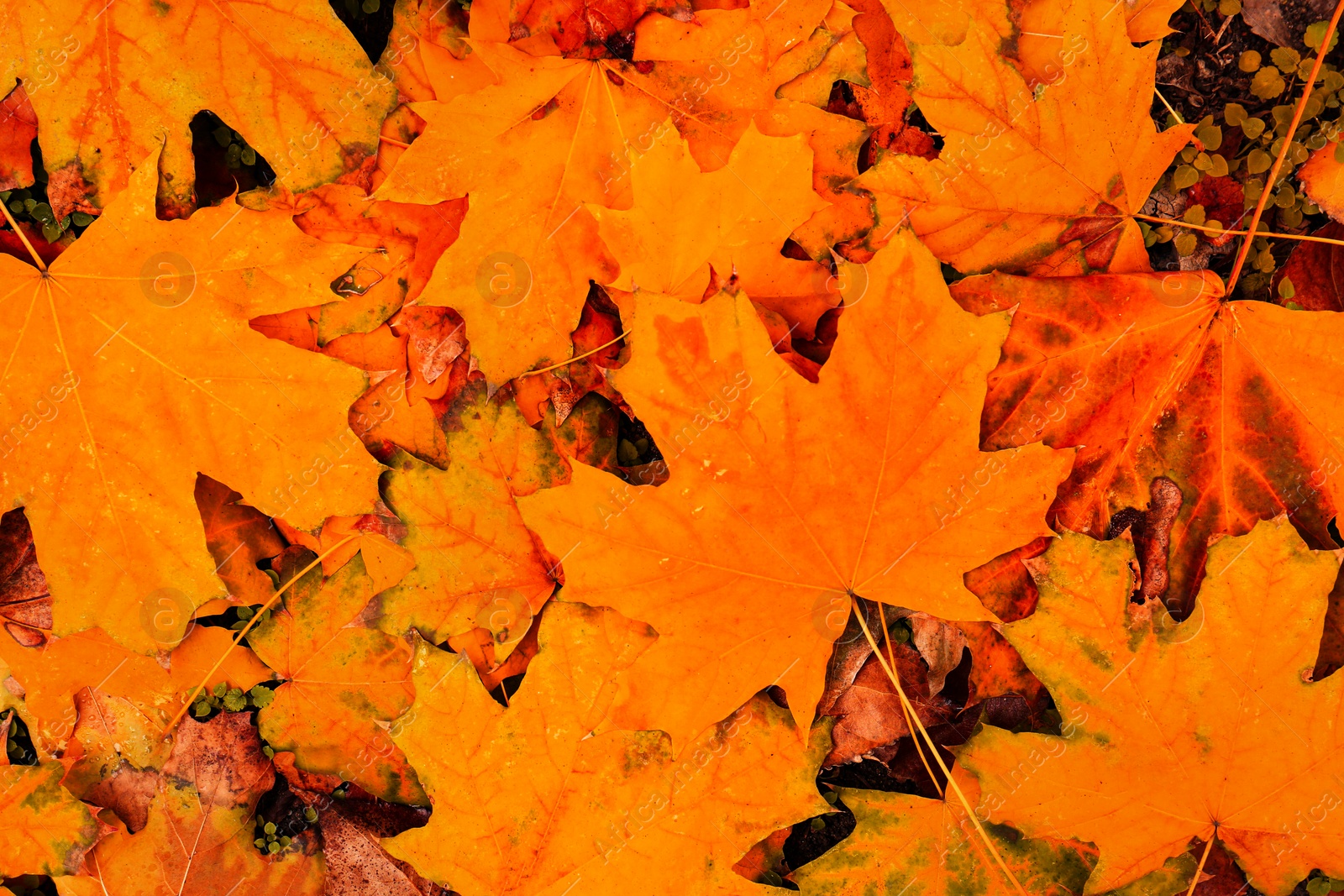 Image of Beautiful orange autumn leaves as background, top view