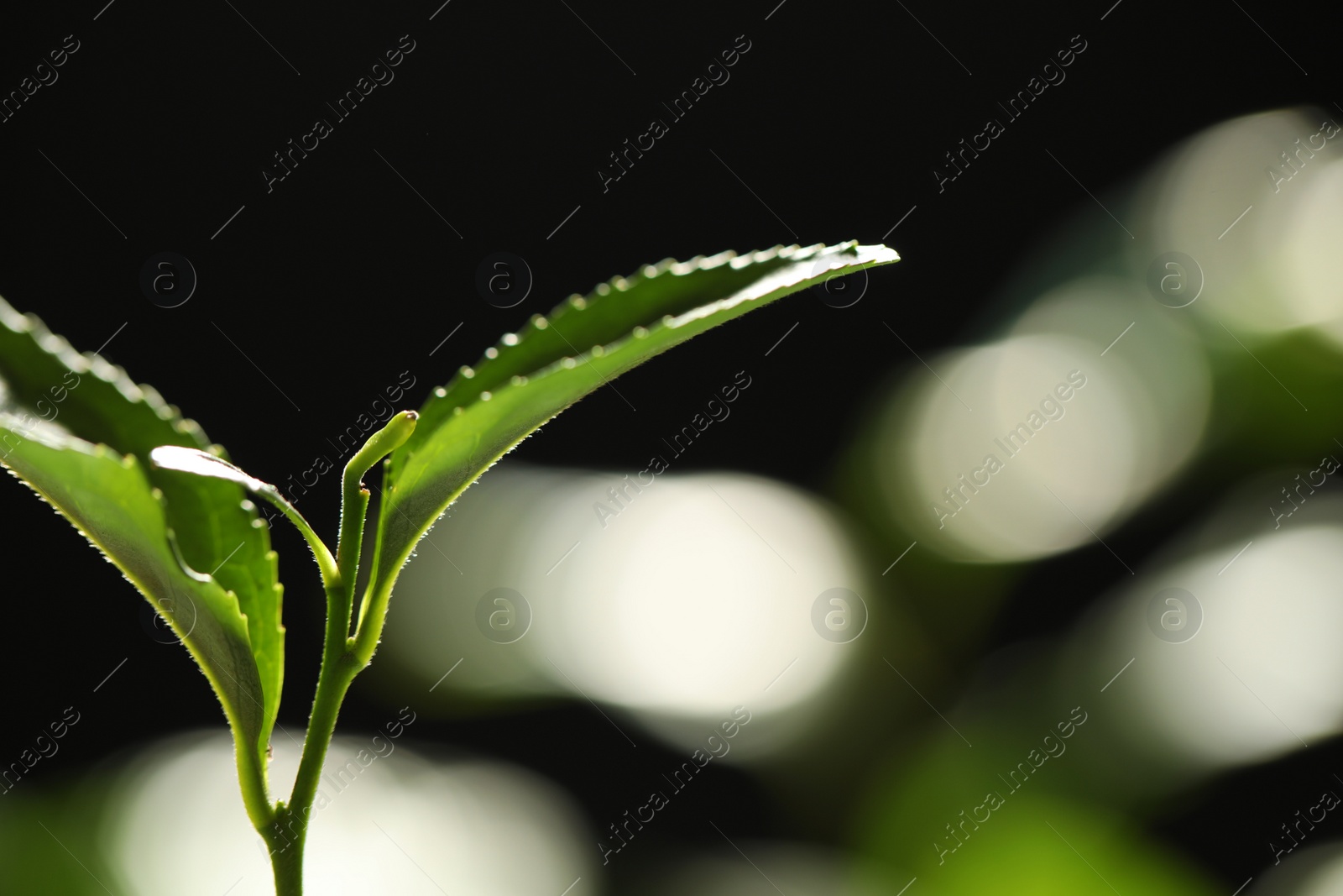 Photo of Closeup view of green tea plant against dark background. Space for text