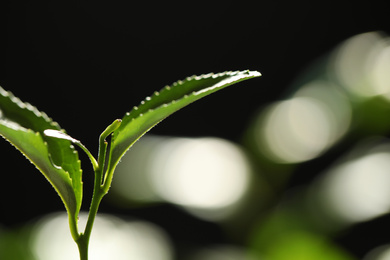 Closeup view of green tea plant against dark background. Space for text