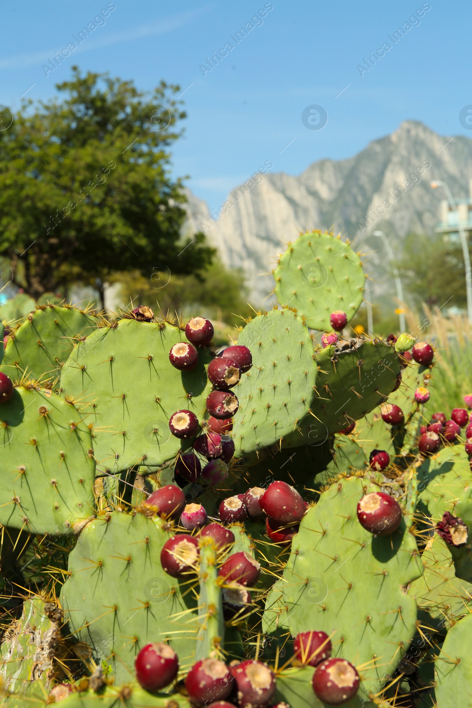 Photo of Beautiful prickly pear cacti growing outdoors on sunny day