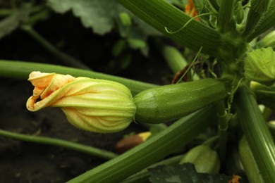 Photo of Blooming green plant with unripe zucchini in garden