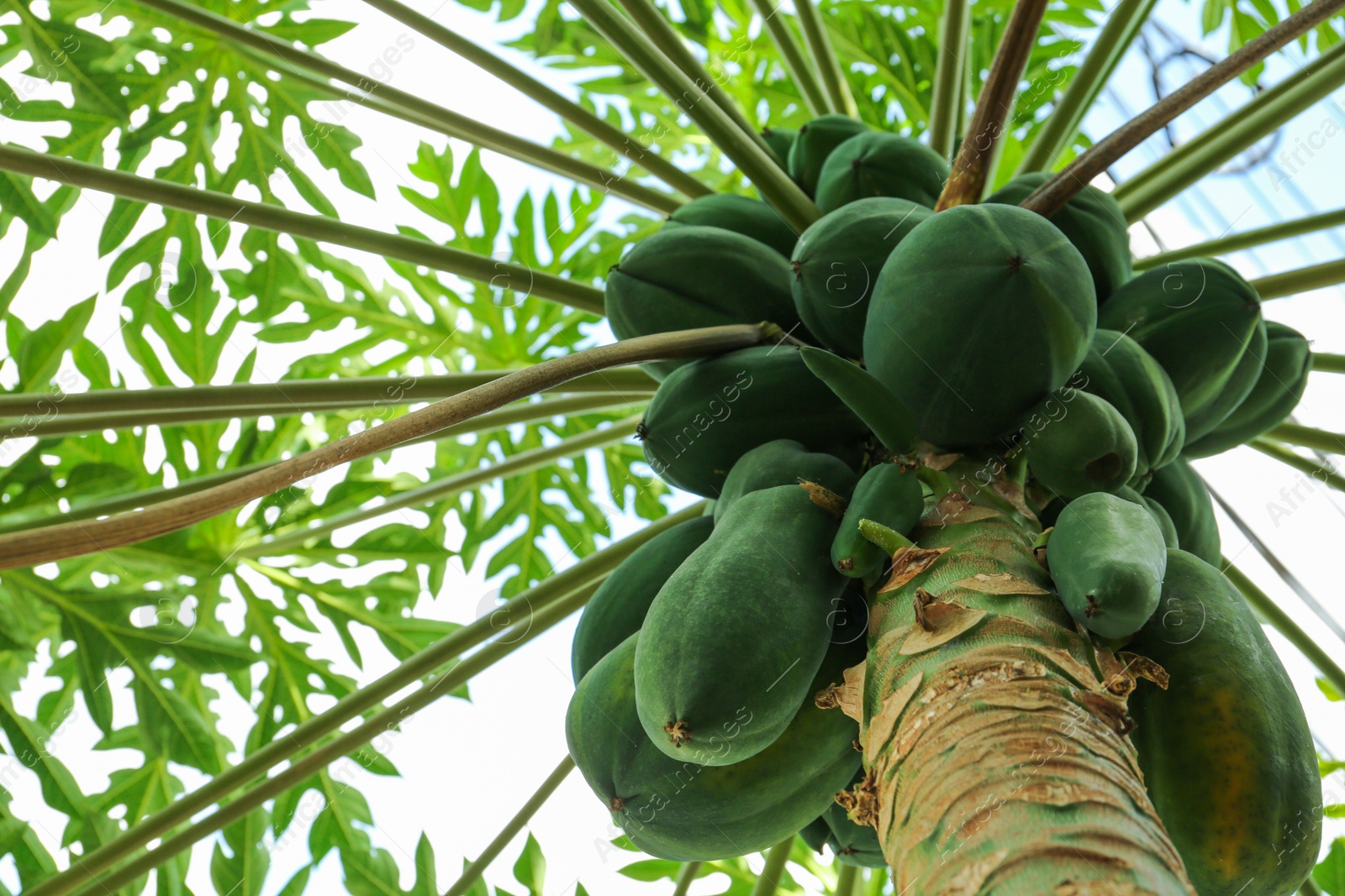 Photo of Unripe papaya fruits growing on tree outdoors, low angle view