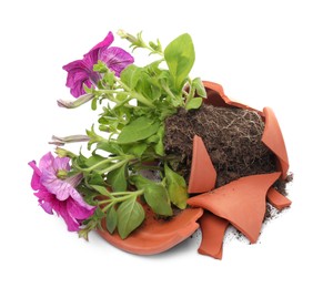 Broken terracotta flower pot with soil and petunia plant on white background