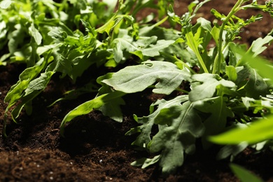 Young sprouts of arugula plant in soil, closeup