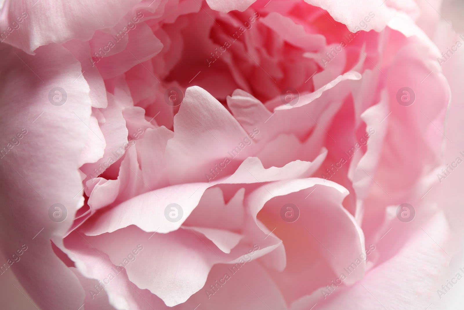 Photo of Closeup view of beautiful pink peony flower