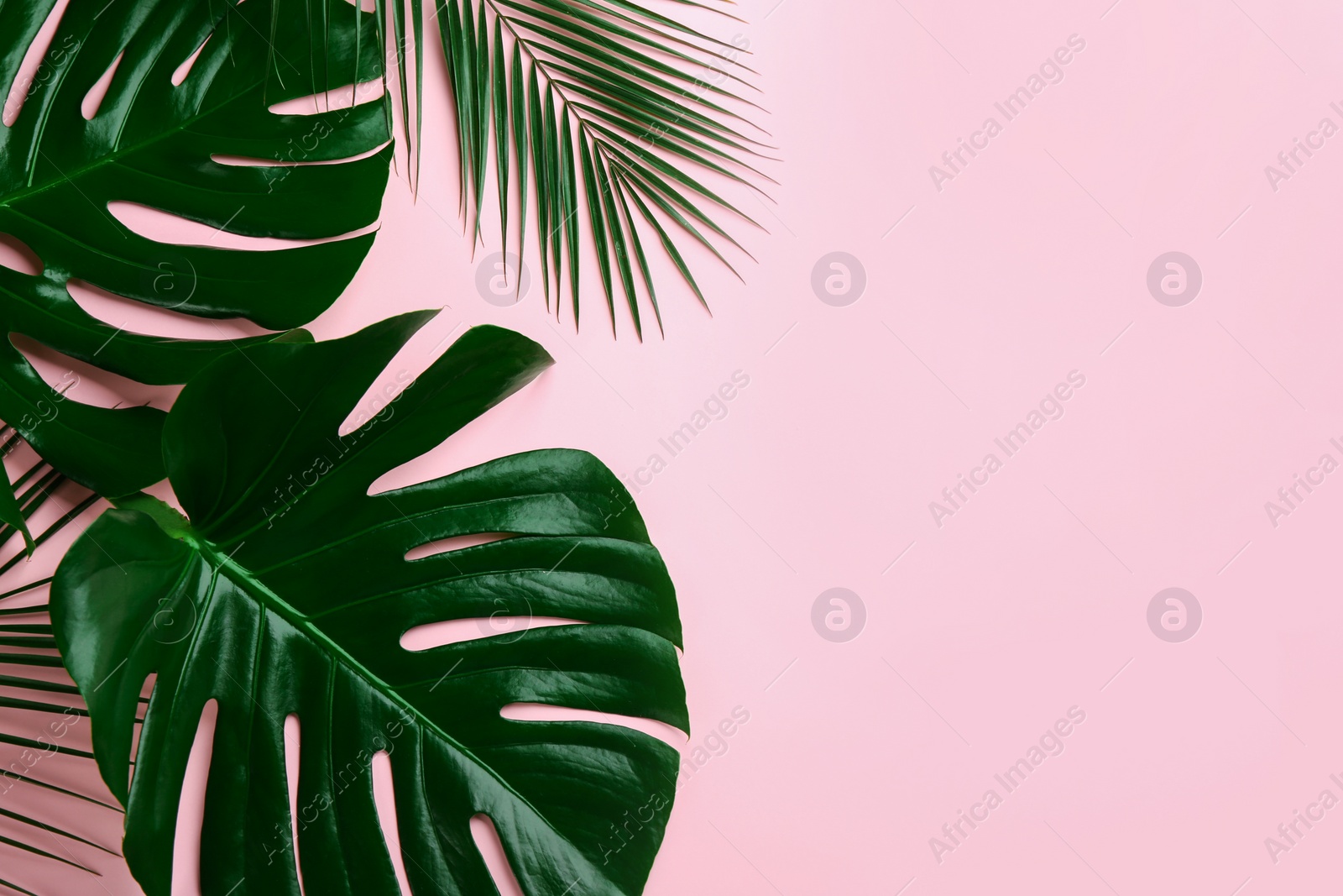 Photo of Beautiful monstera and palm leaves on pink background, flat lay with space for text. Tropical plants