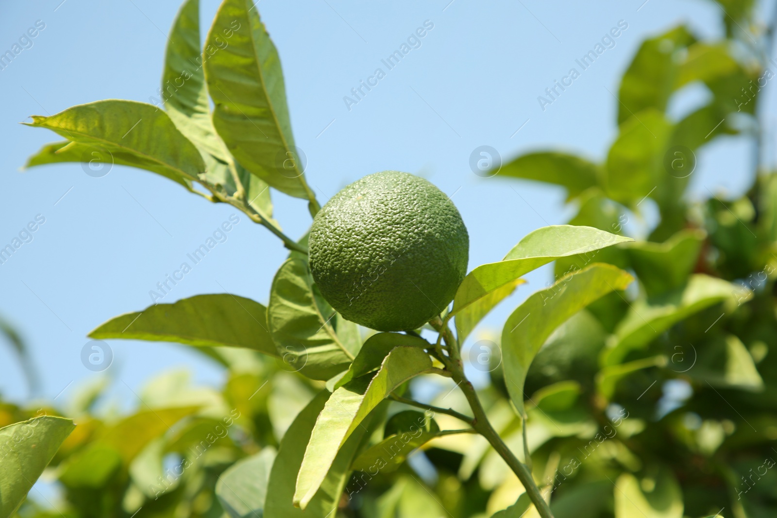 Photo of Unripe green tangerine growing on tree outdoors. Citrus fruit