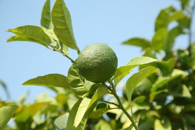 Unripe green tangerine growing on tree outdoors. Citrus fruit