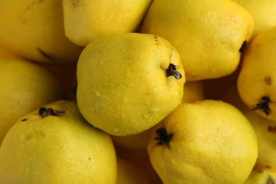 Delicious ripe quinces with water drops as background, closeup