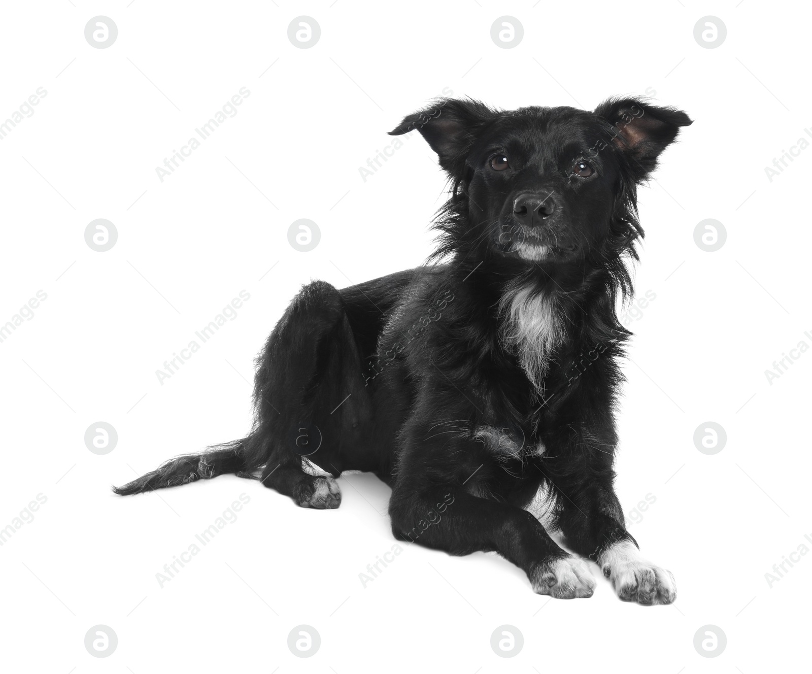 Photo of Cute long haired dog on white background