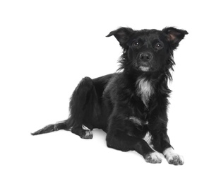 Photo of Cute long haired dog on white background