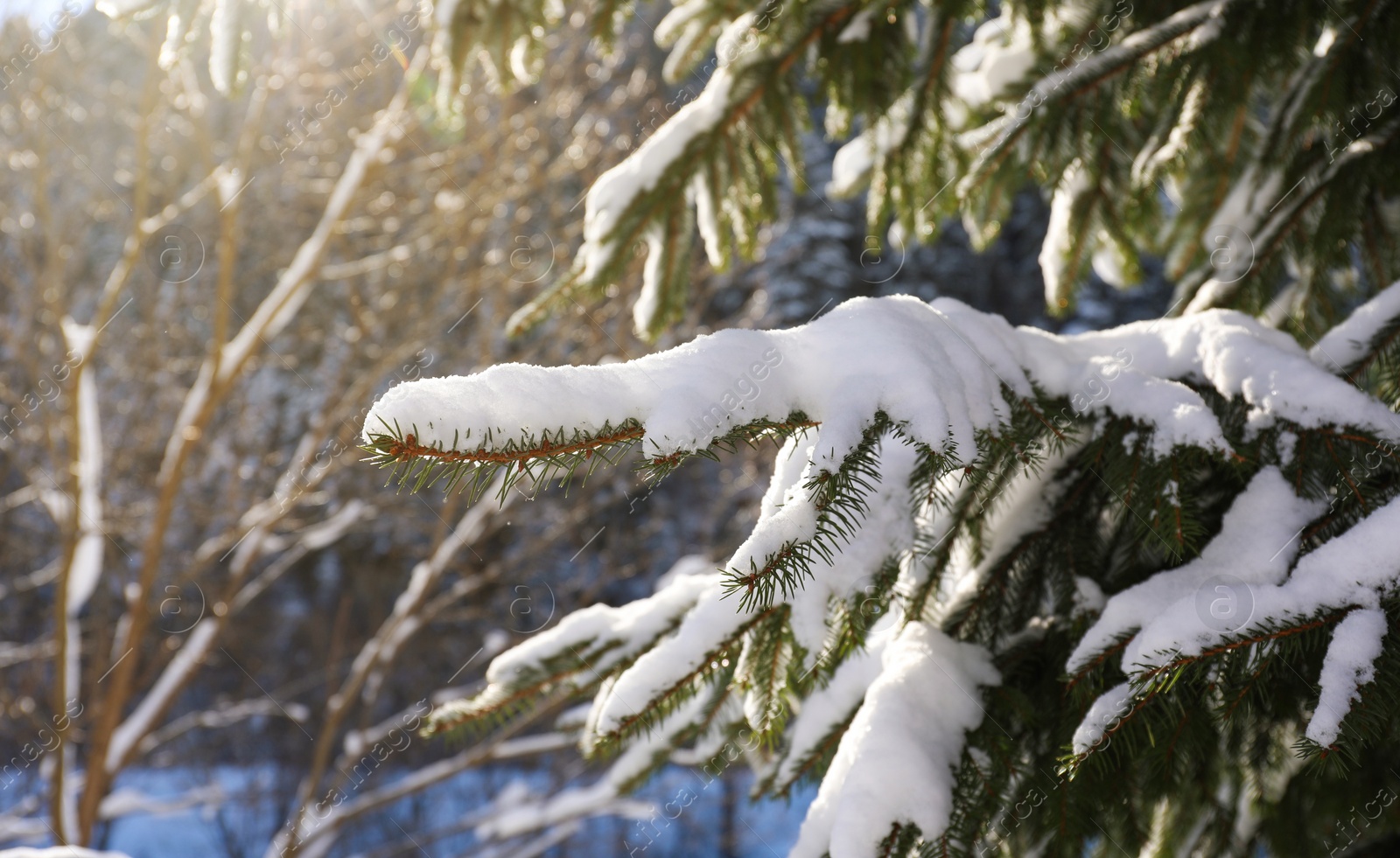 Photo of Coniferous tree branch covered with snow outdoors on winter day