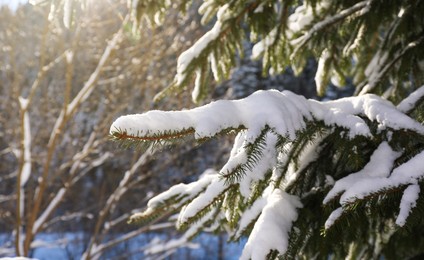 Coniferous tree branch covered with snow outdoors on winter day