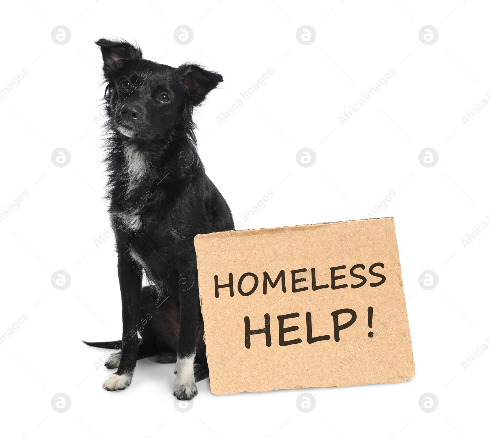 Image of Cute dog and piece of cardboad with text Homeless Help on white background. Lonely pet 