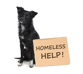 Image of Cute dog and piece of cardboad with text Homeless Help on white background. Lonely pet 