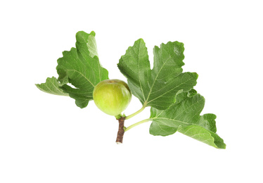 Photo of Whole tasty green fig with leaves isolated on white