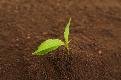 Photo of Young green plant in fertile soil. Gardening time