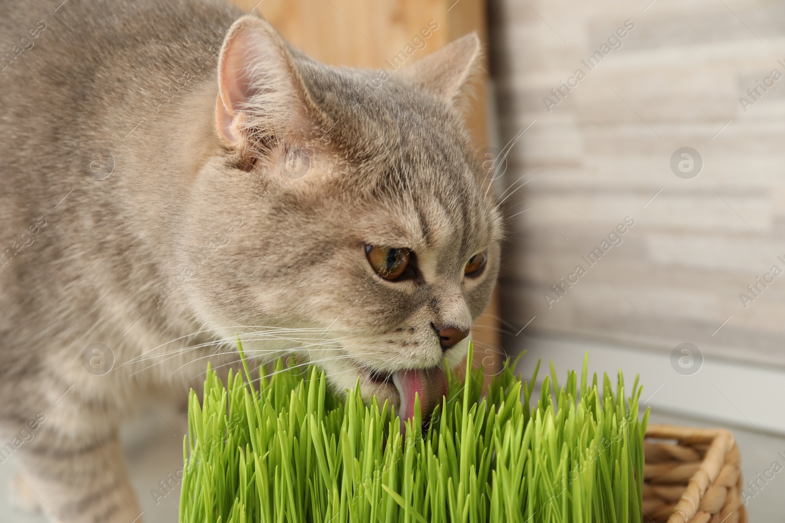 Photo of Cute cat eating fresh green grass on floor indoors, closeup