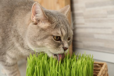Cute cat eating fresh green grass on floor indoors, closeup