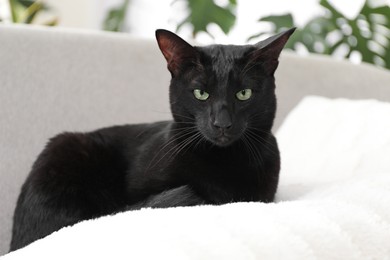 Photo of Adorable black cat with green eyes at home. Lovely pet