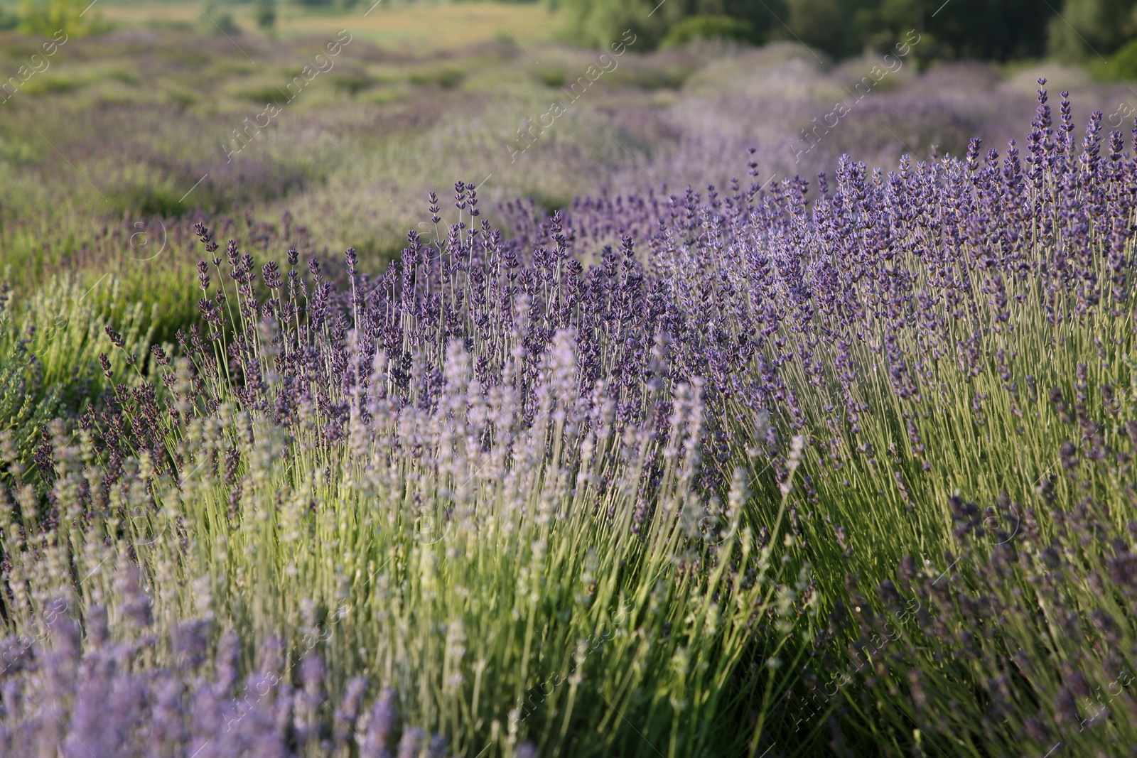 Photo of Beautiful view of blooming lavender growing in field